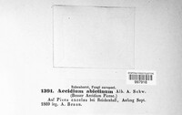 Aecidium abietinum image